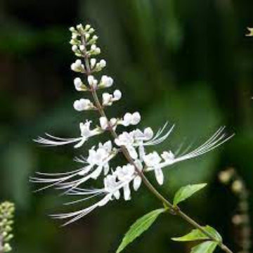 cat whiskers plant seeds Cat Whiskers Plant (Poonai Meesai) – Santhi Online Plants