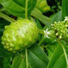 Big Noni Plant