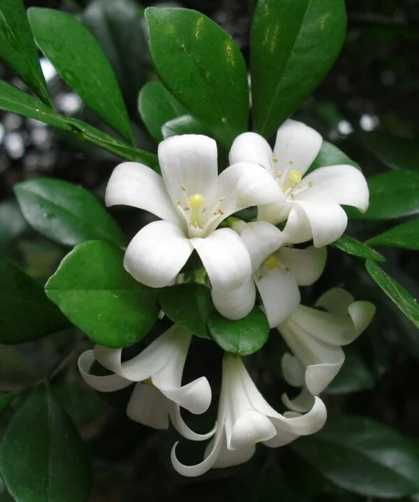 Orange Jessamine-Fragrance Flower Plant – Santhi Online Plants