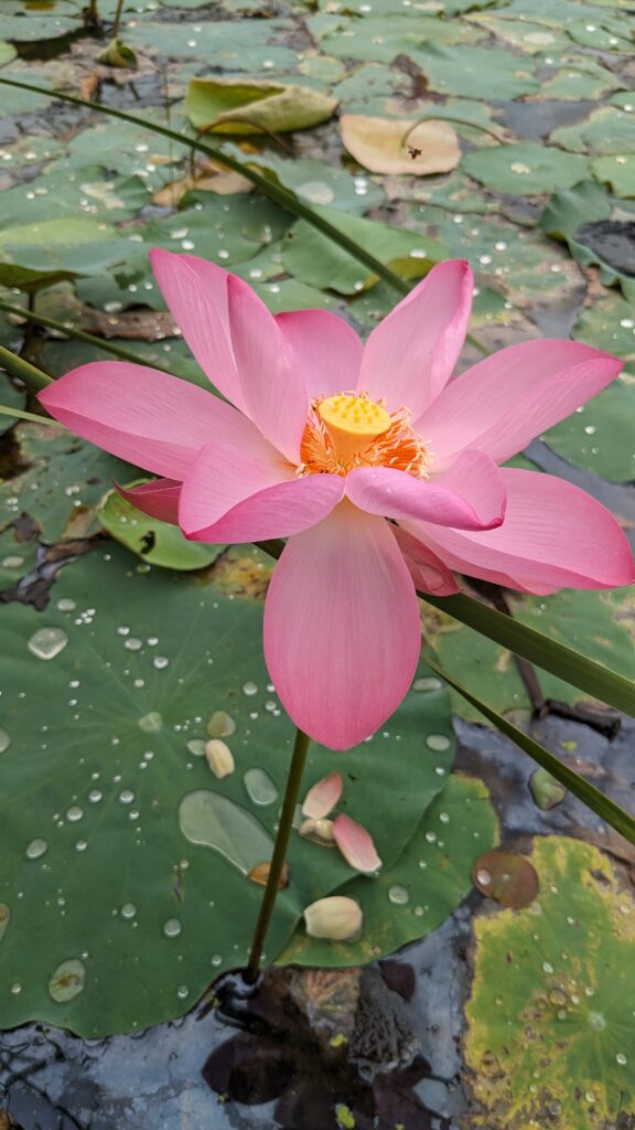 Excellant 3 Pink Lotus Tuber – Nelumbo nucifera