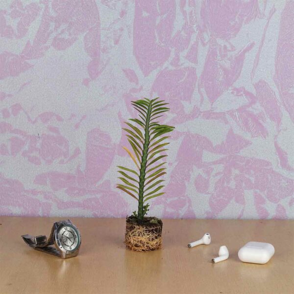 Pedilanthus Tithymaloides- ZigZag plant