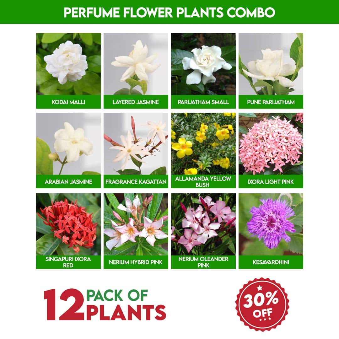 Floral Perfume Different Names Flower Light Floral Scent Perfume Perfume Flower  Plants Combo, image size:1080x1080