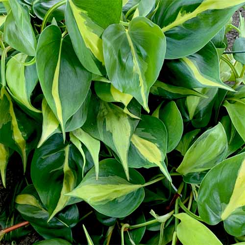 philodendron brasil online Philodendron Brasil – Santhi Online Plants