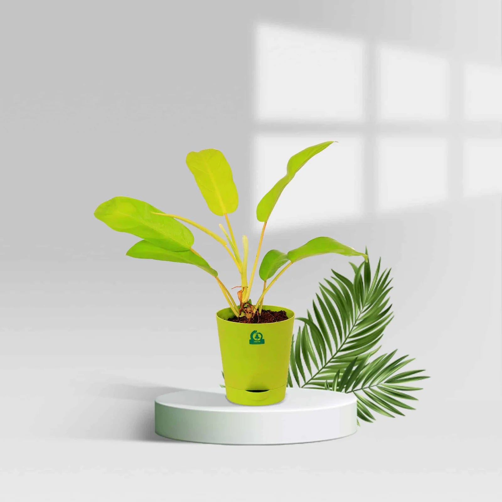 Philodendron Ceylon Gold Pot Plant  Santhi Online Plants