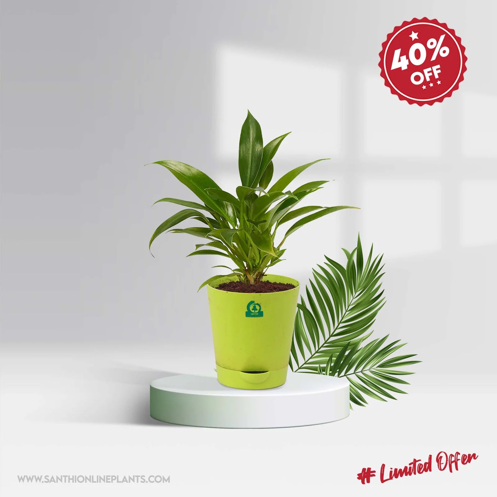 philodendron wendlandii care Philodendron Wendlandii (Pot plant) – Santhi Online Plants