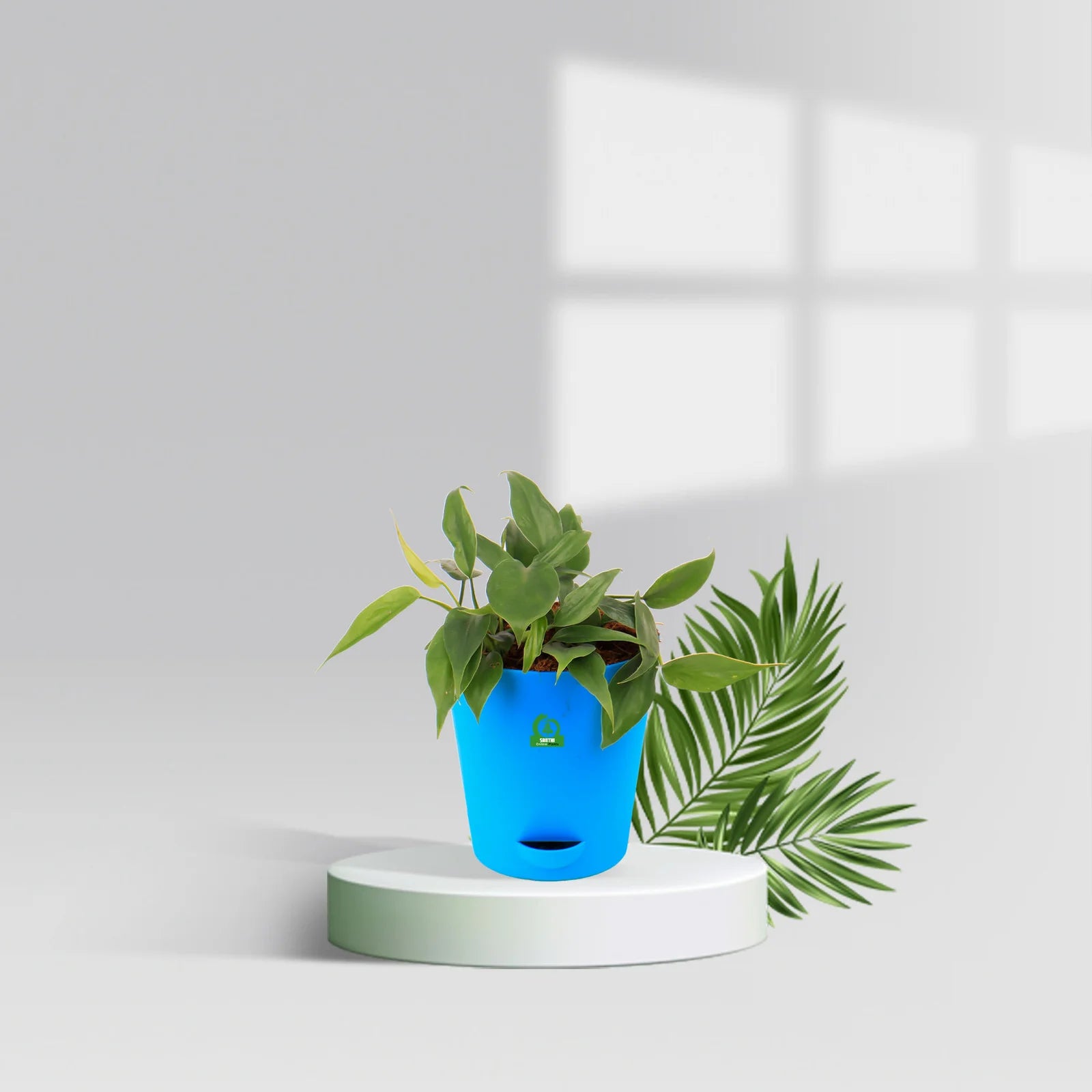 Philodendron oxycardium green pot plant  Santhi Online Plants
