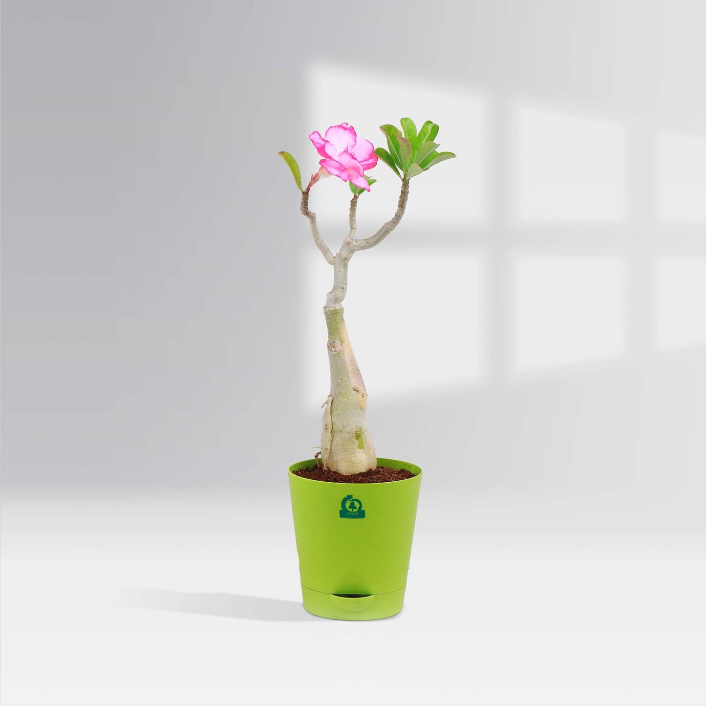 Pink Adenium set