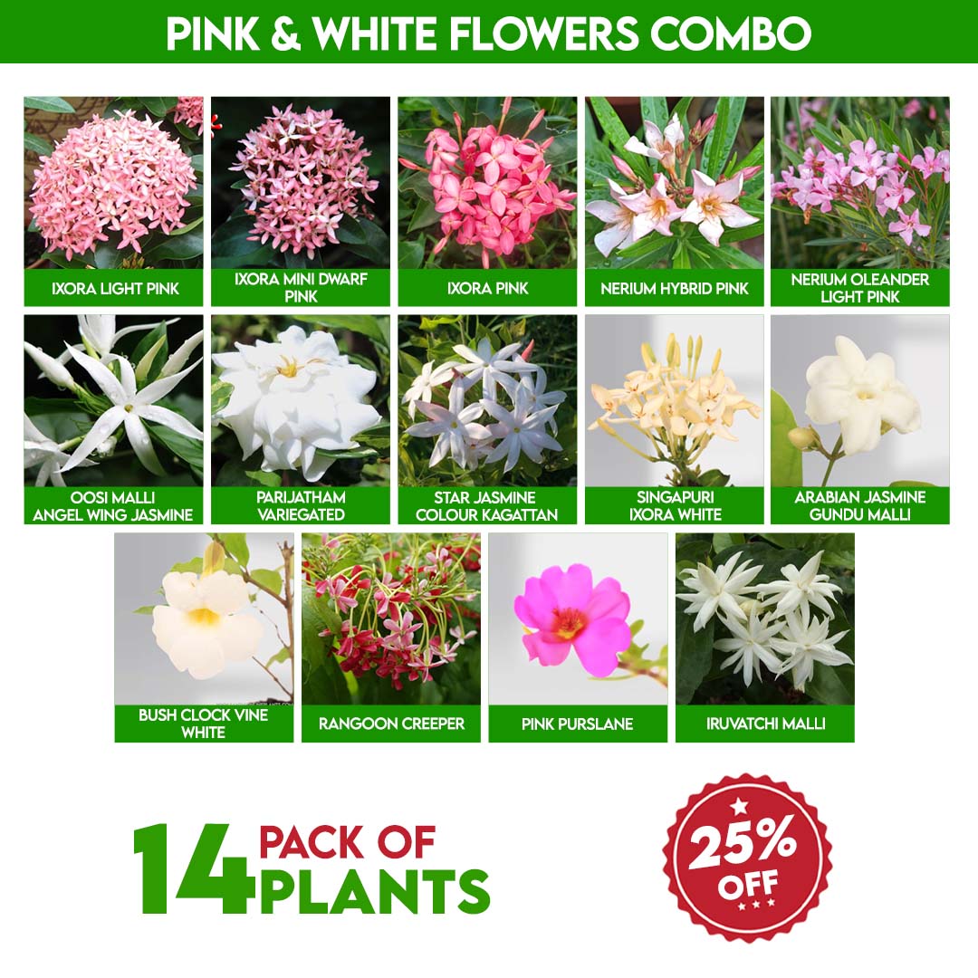 Pink And White Flowers Combo – Santhi Online Plants, image size:1080x1080