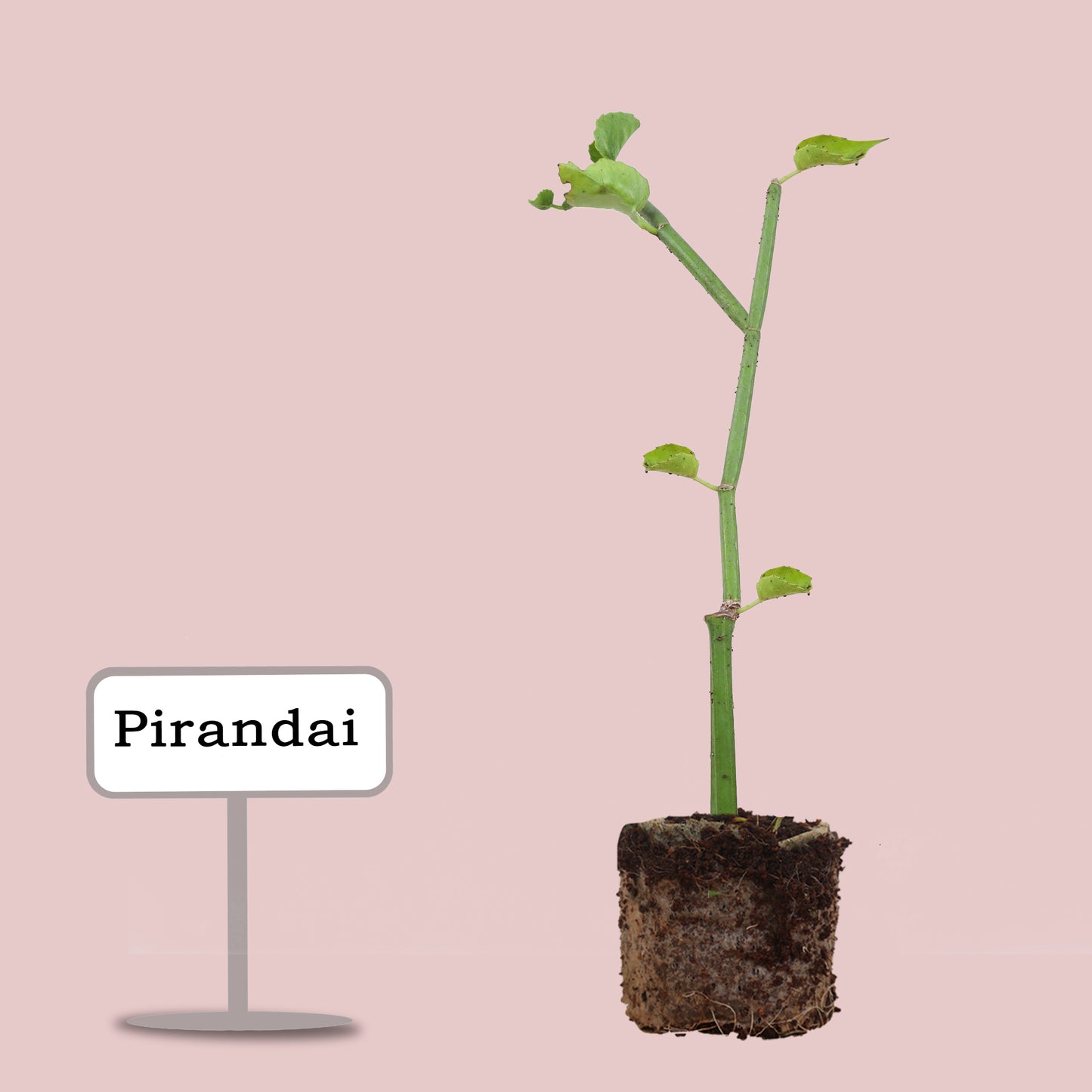 Pirandai Herbal plant