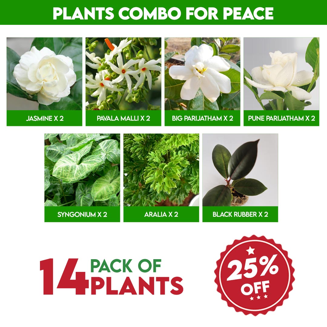 Best plants for home garden combo – Rewards with Peace & good Positive energy