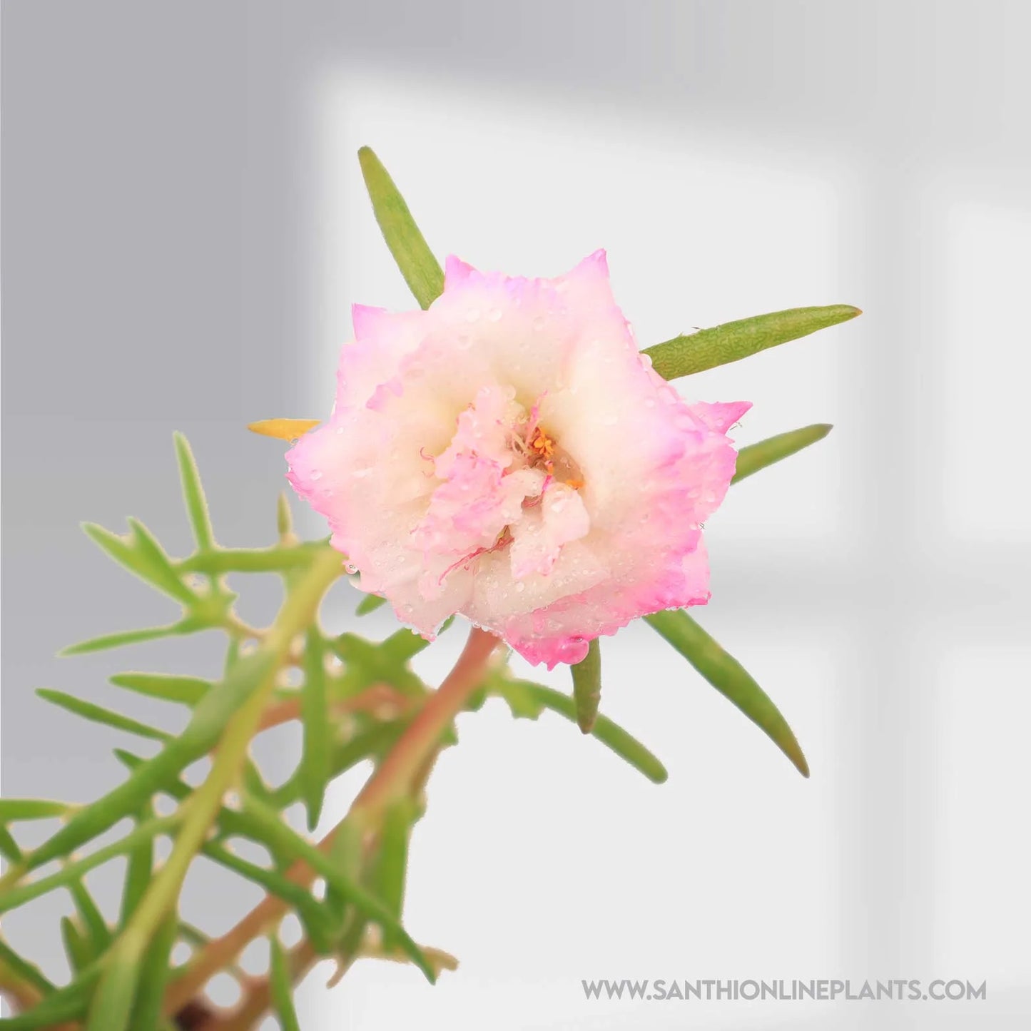 Portulaca 9'O Clock White And Pink