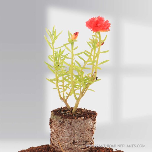 portulaca 9’o clock red