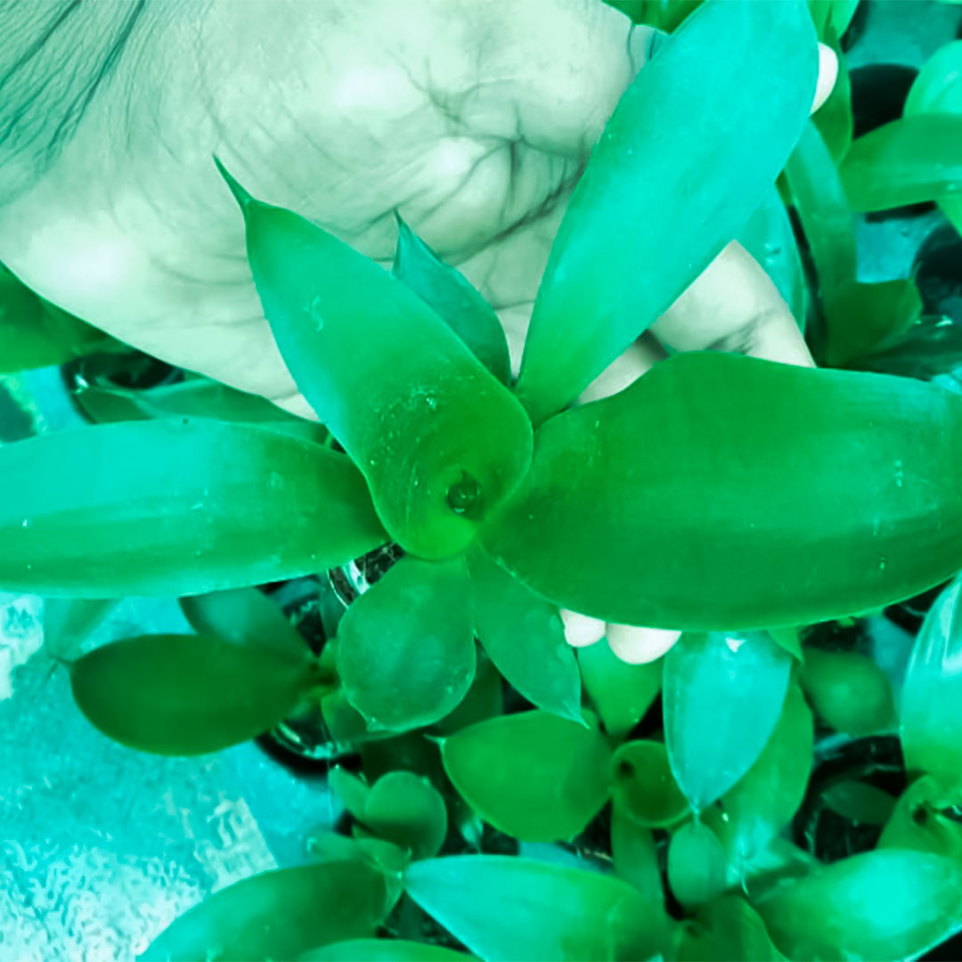 Sansevieria Black Jack – Santhi Online Plants