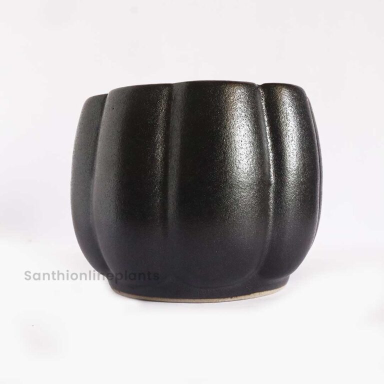 Pumpkin Ceramic Black(Medium)