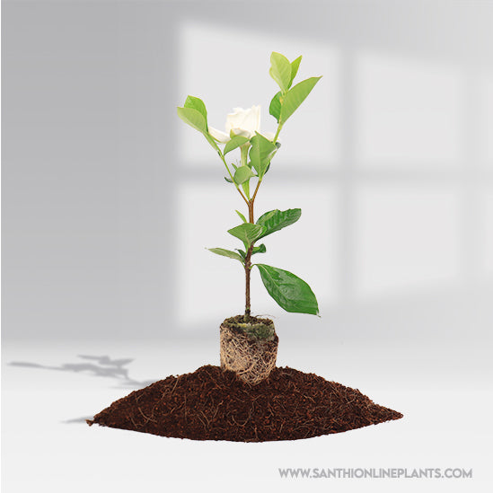 Pune Parijatham-Gandhraj