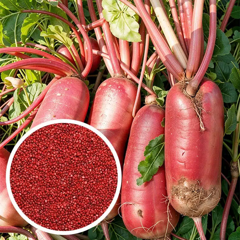 china seeds planted Radish Chinese Pink Seeds – Santhi Online Plants