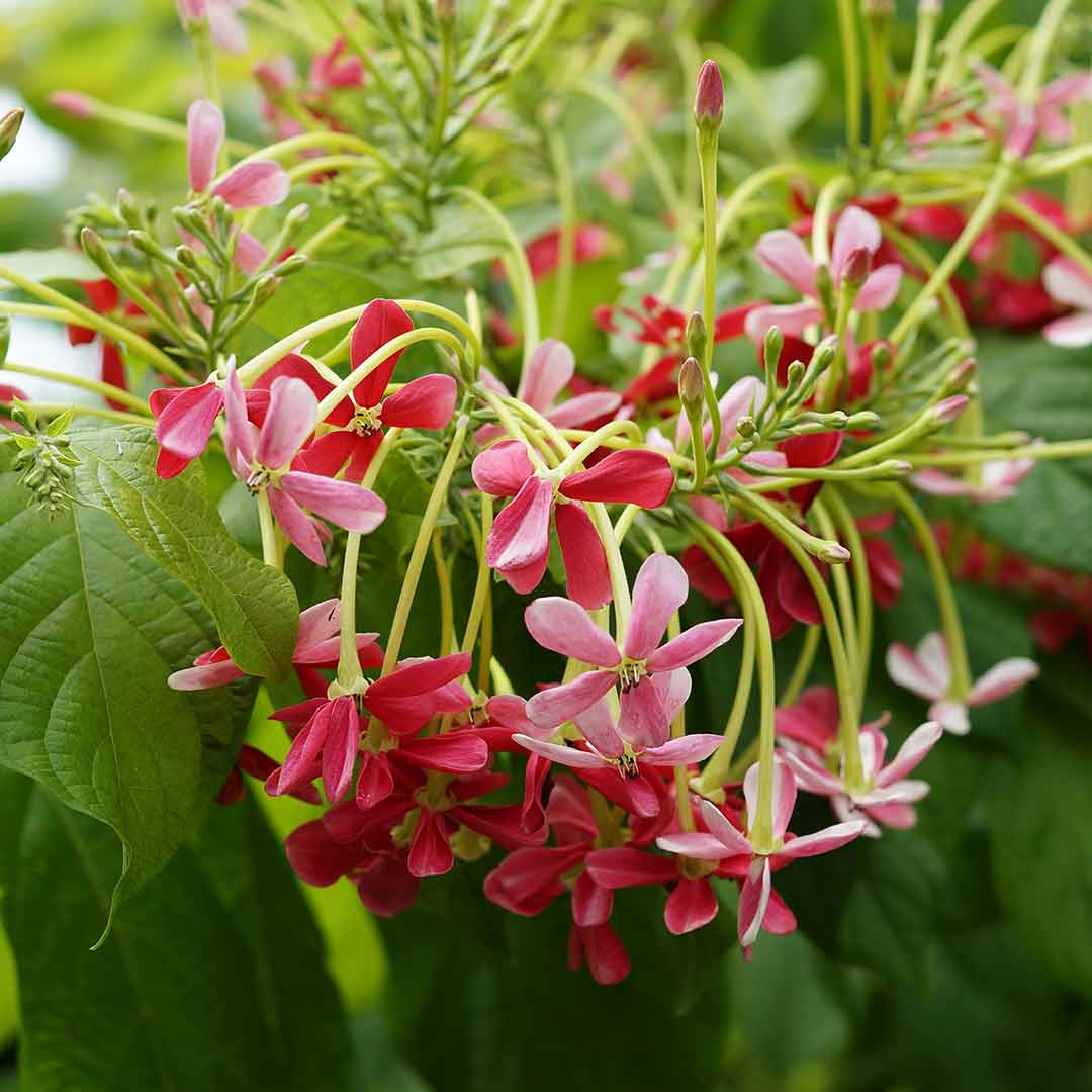 Rangoon Creeper Plant (Madhumalati Vine) – Santhi Online Plants