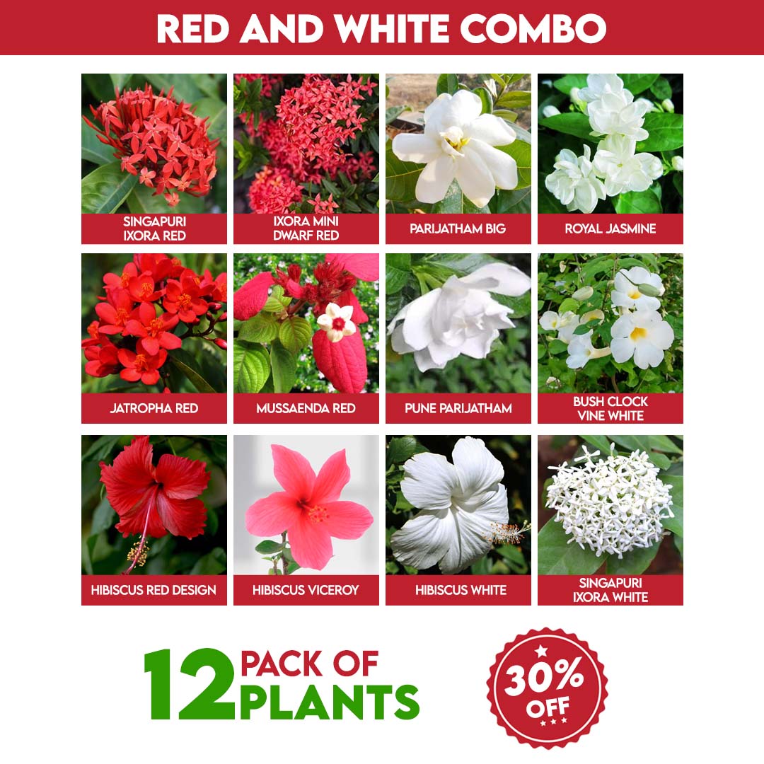 Red and White Flowers Combo