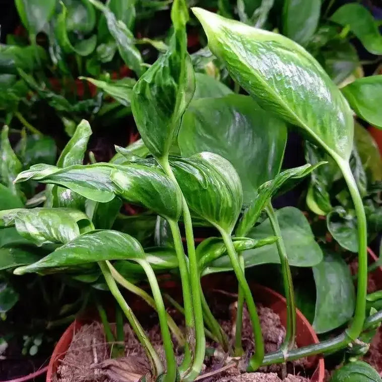 Fantastic – Sleeping pothos plant Epipremnum aureum ‘Shangri-la’
