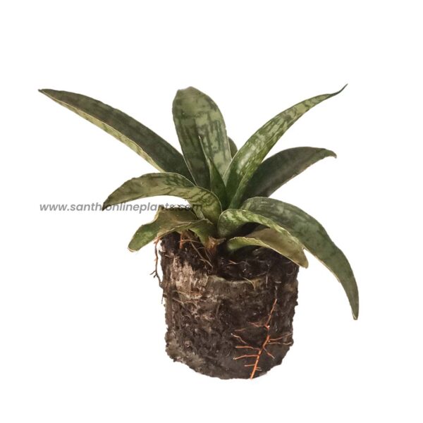 plants of steel sansevieria Sansevieria 'Silver Steel' – Santhi Online Plants