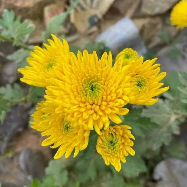 shevanti flower seeds Sevanthi scent yellow-Chrysanthemum – Santhi Online Plants