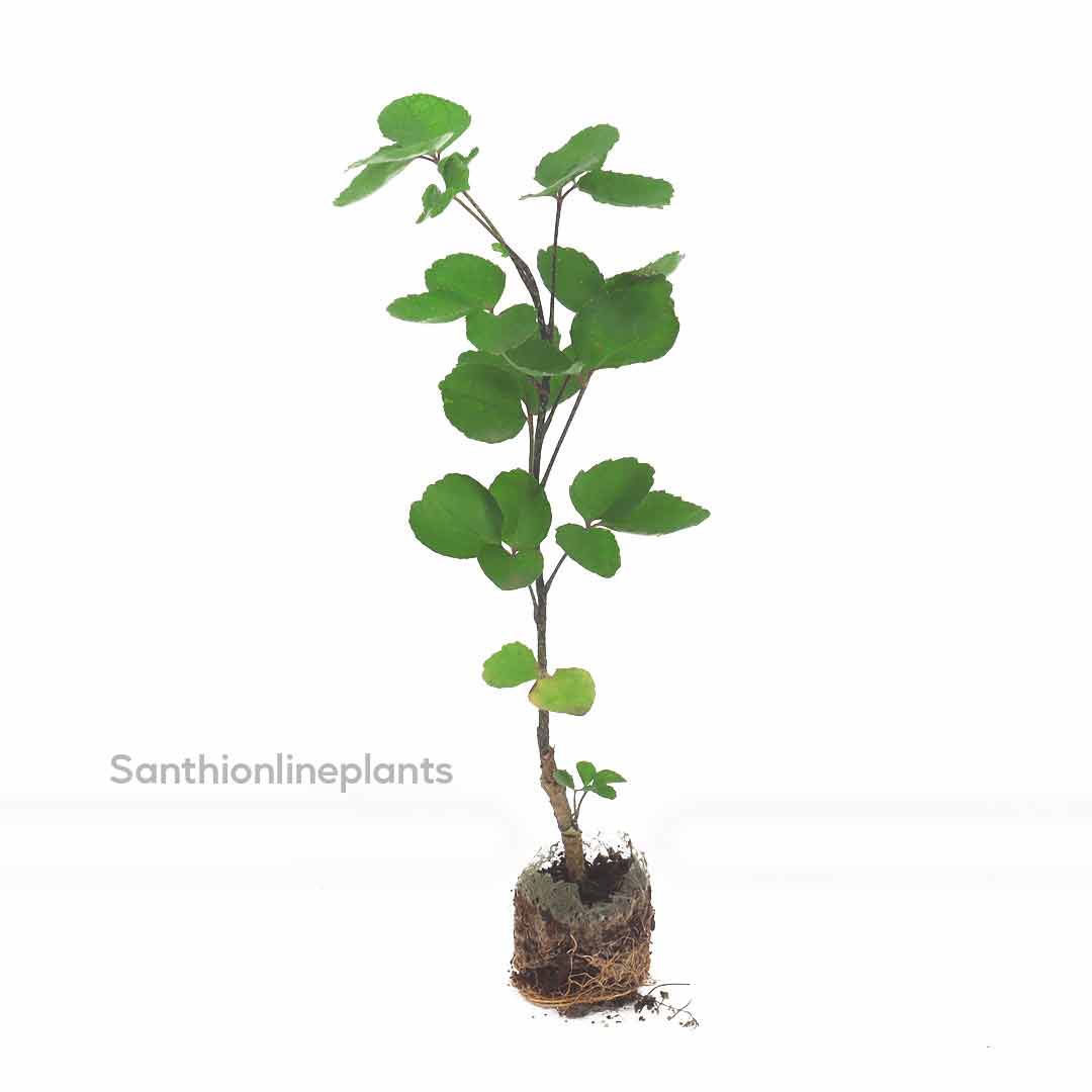Shield Aralia plant