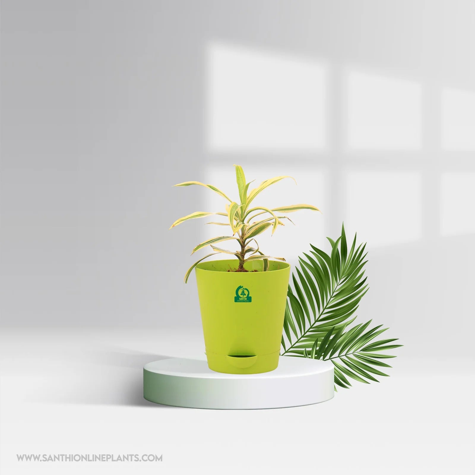 potted plants online india Song of India Golden Pot Plant – Santhi Online Plants