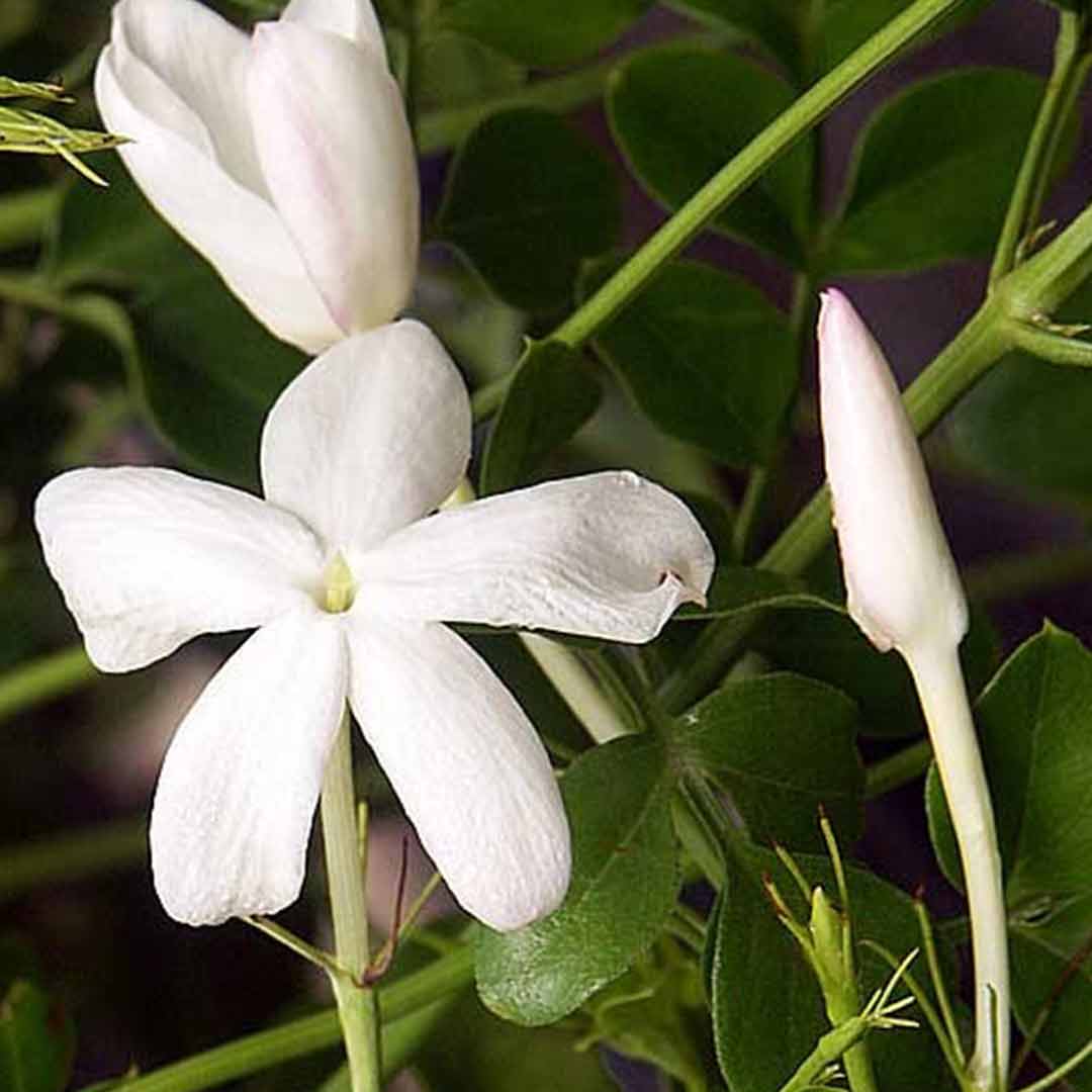 Best Spanish Jasmine – High Yielding Fragrant Jathi Mullai Plant