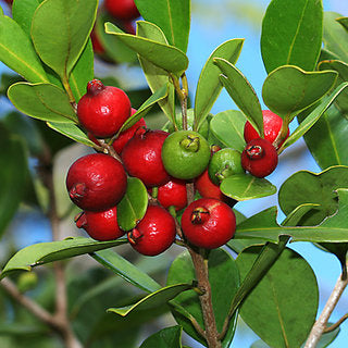 Bright Strawberry Guava Plant
