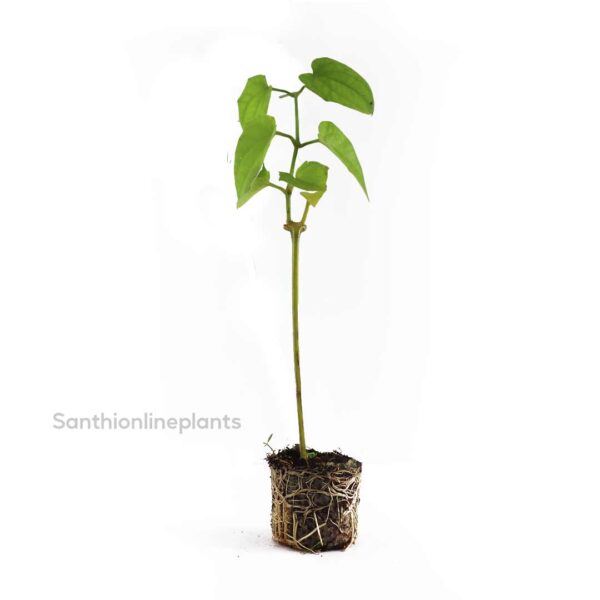 Thunbergia Grandiflora Blue