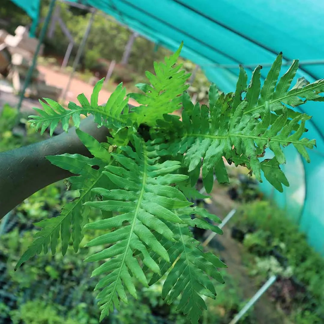 Tree fern plant