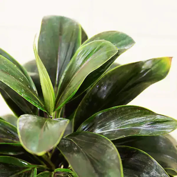 Cordyline ‘Coffee’