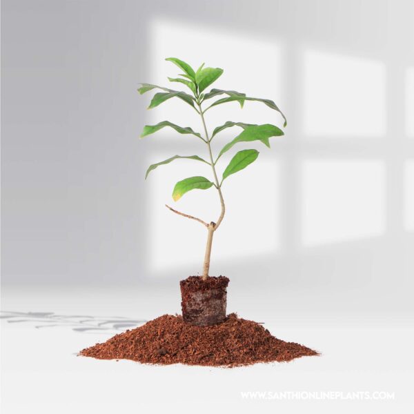 Vallaris Solanacea-Bread Flower