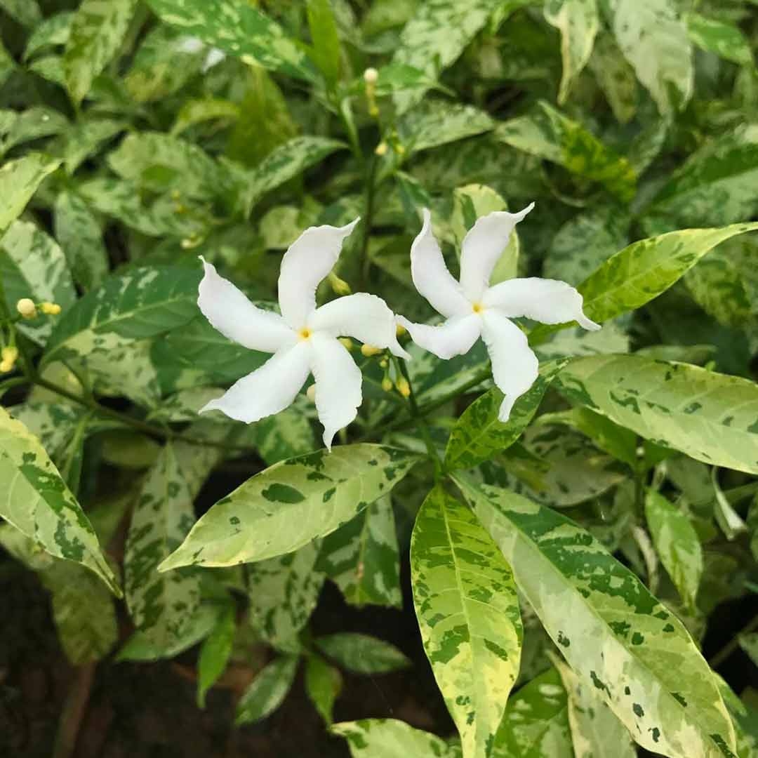 Variegated Crepe Jasmine-Nanthiya Vattai