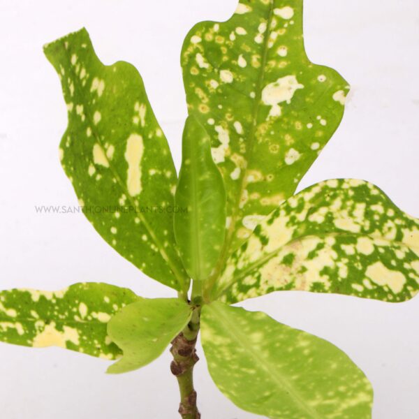 duck foot plant Variegated Duck foot Crotons – Santhi Online Plants