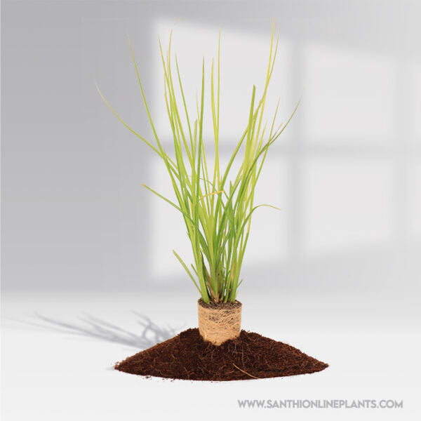 Vetiver Plant (Khus khus) – Santhi Online Plants