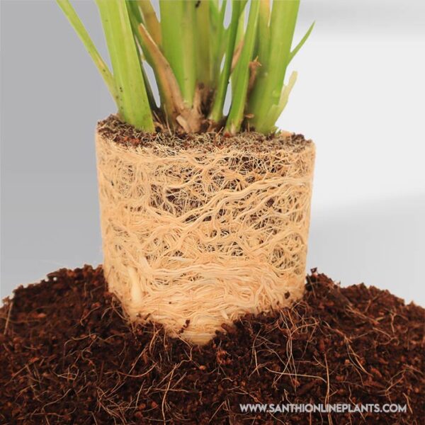 Vetiver Plant (Khus khus)