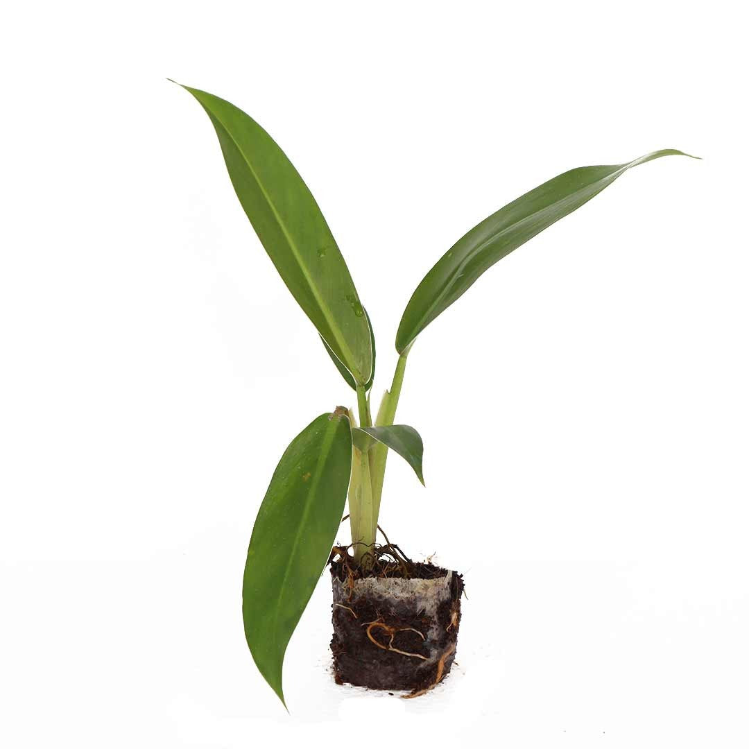 Philodendron ”Wendlandii” – Santhi Online Plants
