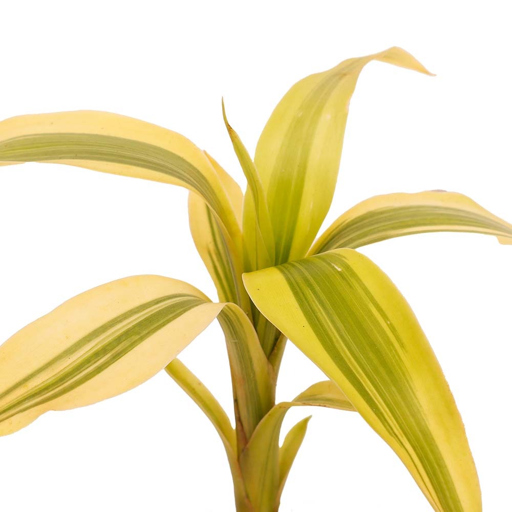 dracaena sanderiana yellow Dracaena Sanderiana-Lucky Bamboo – Santhi Online Plants