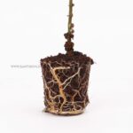 A perfect Casuarina tree plant-Savukku Maram