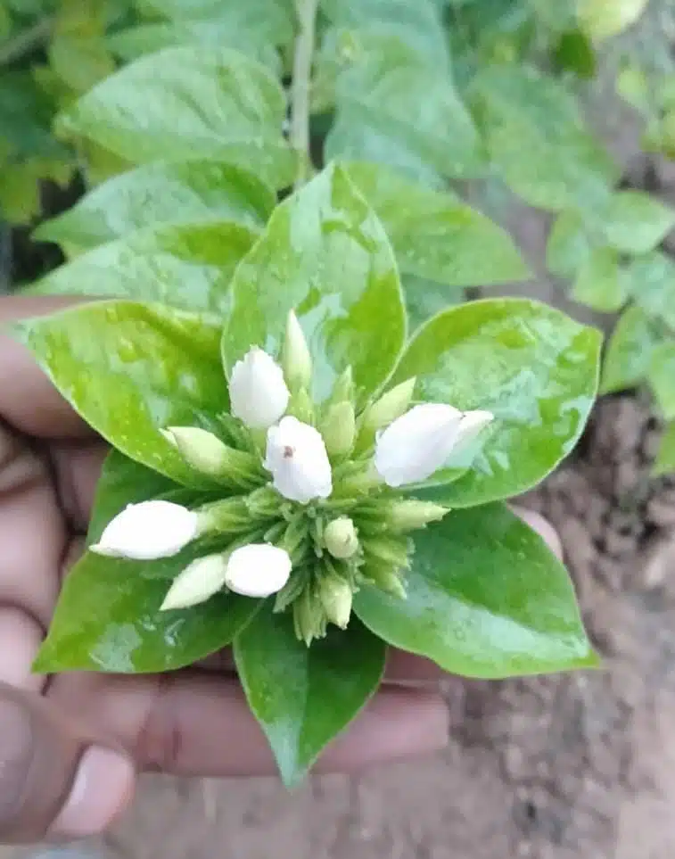 Big Kagattan plant (Star jasmine big)