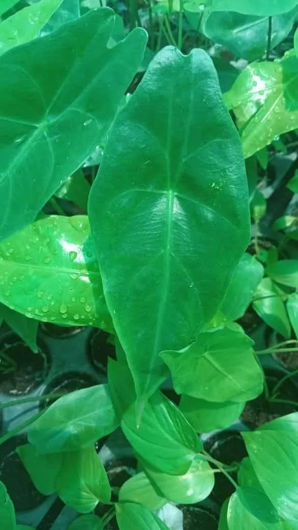 Alocasia longiloba