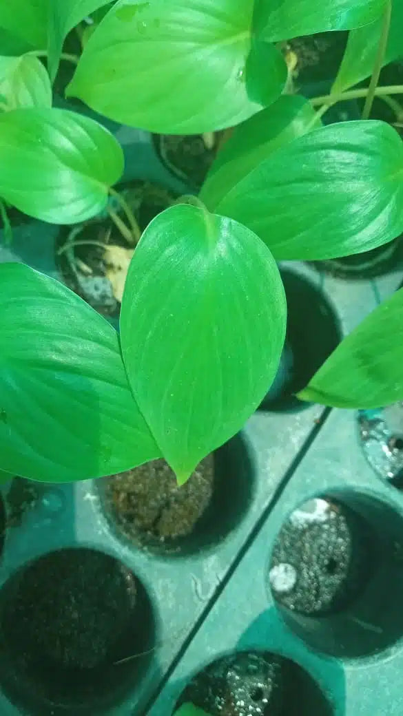 Homalomena rubescens Green