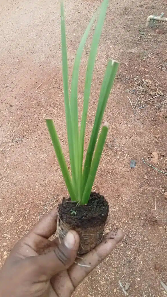 Vasambhu Plant- Acorus calamus