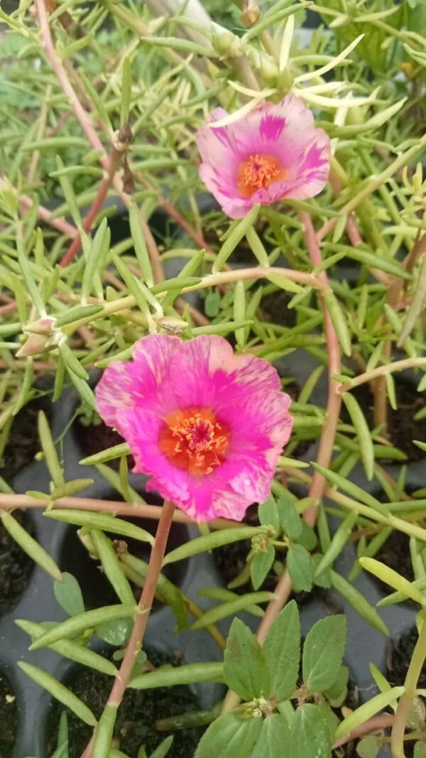 Portulaca Tiara deep pink with baby pink