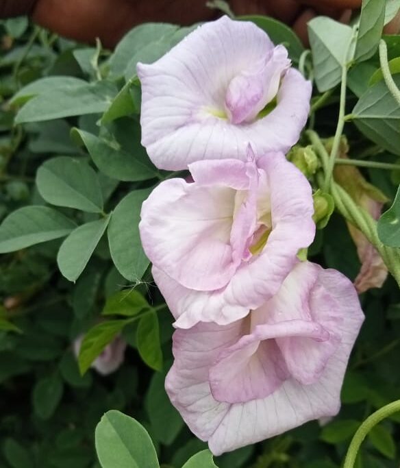 Clitoria Sangu poo Baby Pink Double Petaled Seeds