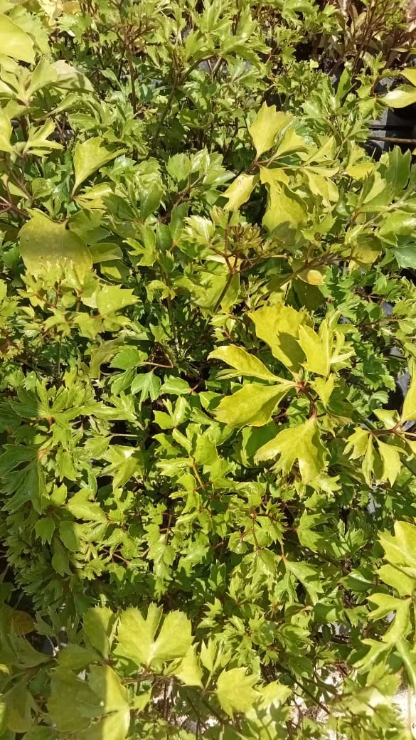 Oak Leaf Aralia – Polyscias guilfoylei