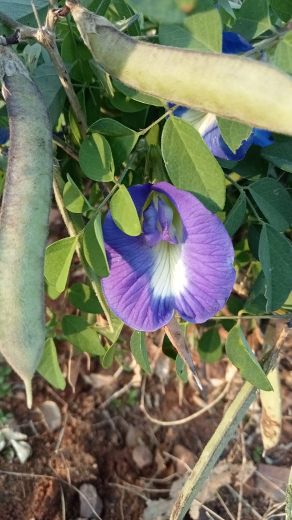 aparajita plant seeds online Aparajita Blue Pea Seeds – Santhi Online Plants