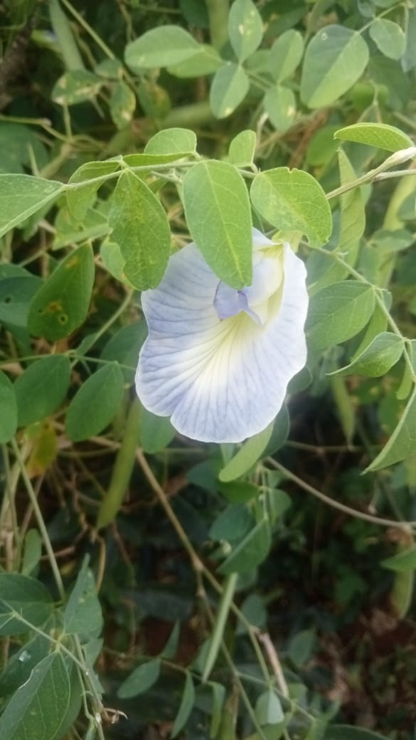 shankhpushpi flower seeds Shankupushpi Sky Blue Seeds – Santhi Online Plants