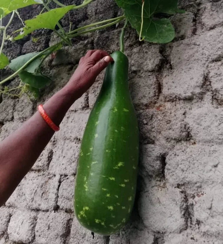 Delicious Lagenaria siceraria – Dark green bottle gourd seeds